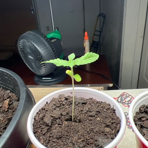 Moe growlog timeline photo