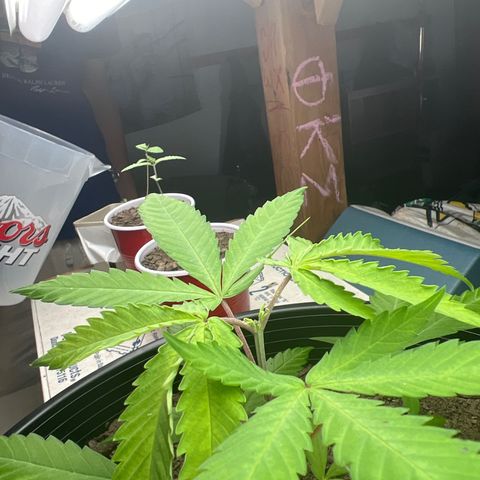 Eenie growlog timeline photo
