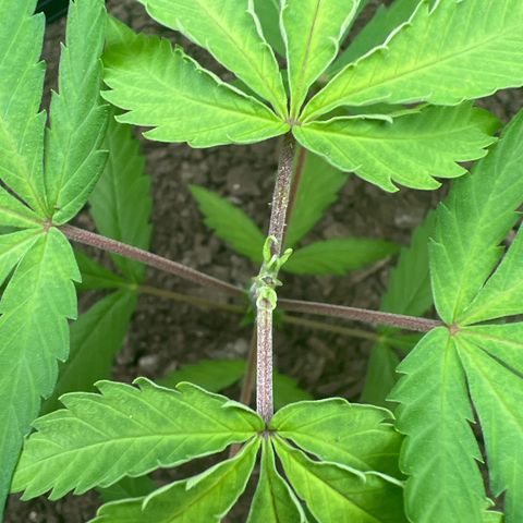 Eenie growlog timeline photo