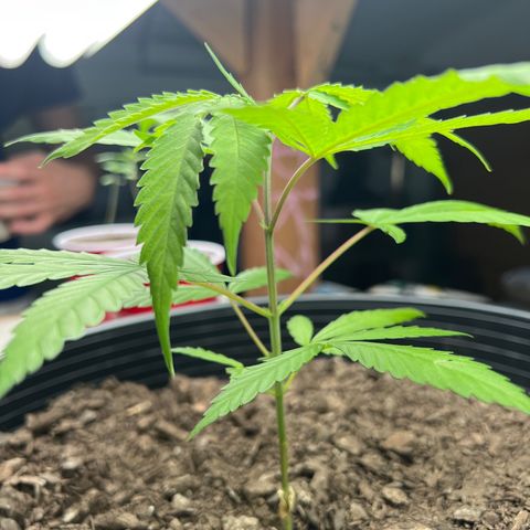Eenie growlog timeline photo