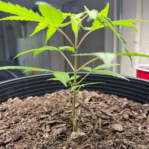 Eenie growlog timeline photo