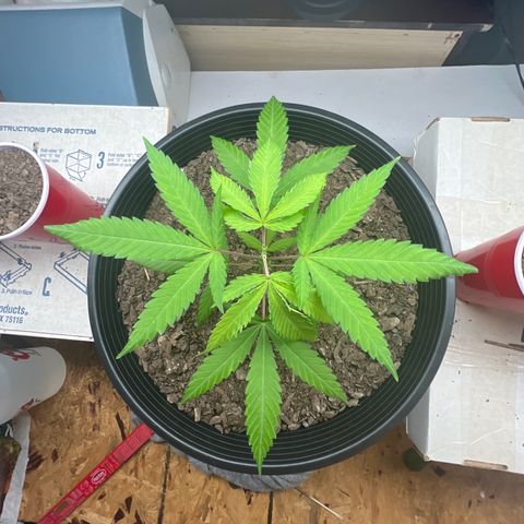 Eenie growlog timeline photo
