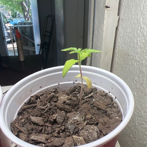 Meenie growlog timeline photo