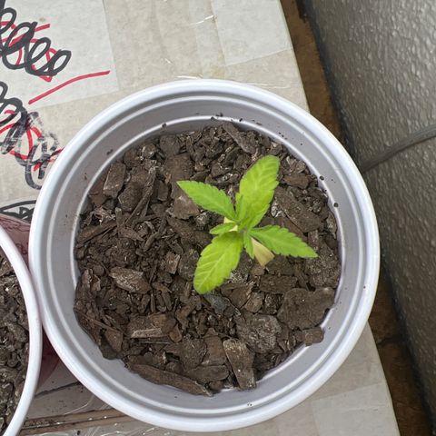 Meenie growlog timeline photo