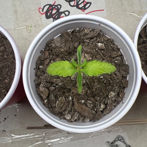 Miney growlog timeline photo