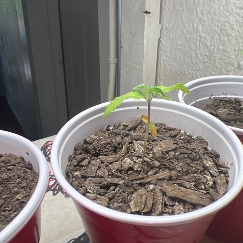 Miney growlog timeline photo