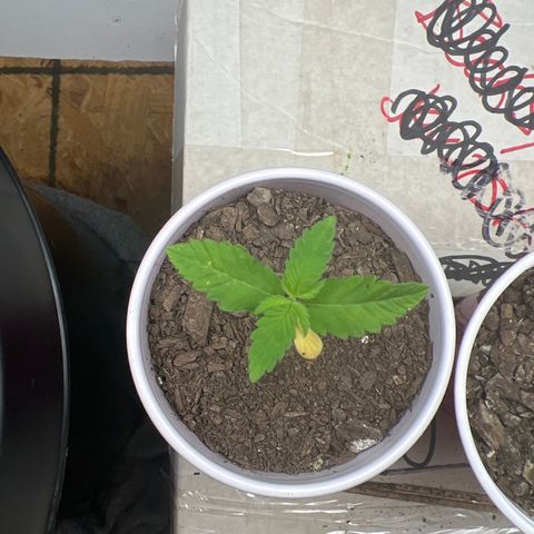 Moe growlog timeline photo