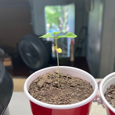 Moe growlog timeline photo