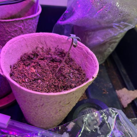 Royal Automatic growlog timeline photo