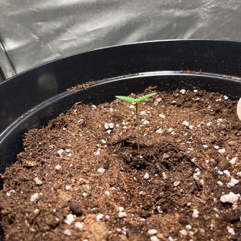 Royal Automatic growlog timeline photo
