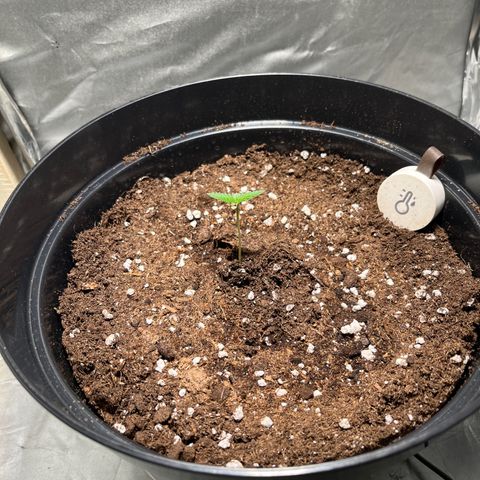 Royal Automatic growlog timeline photo