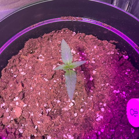 Royal Automatic growlog timeline photo