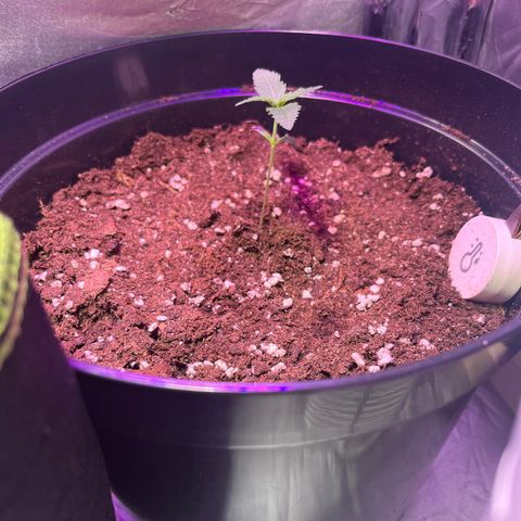 Royal Automatic growlog timeline photo