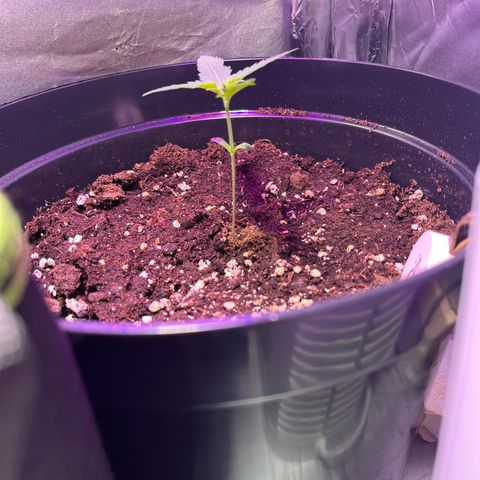 Royal Automatic growlog timeline photo