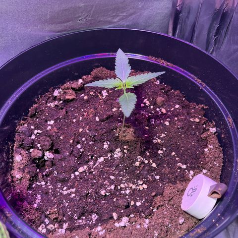 Royal Automatic growlog timeline photo