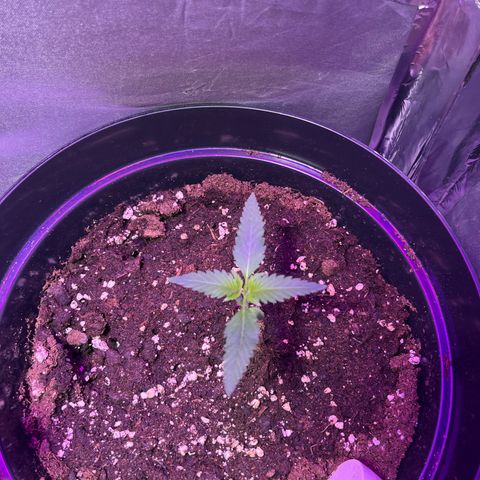Royal Automatic growlog timeline photo