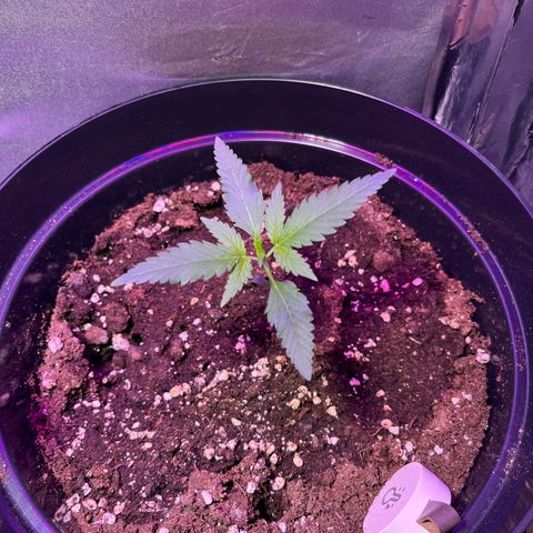 Royal Automatic growlog timeline photo