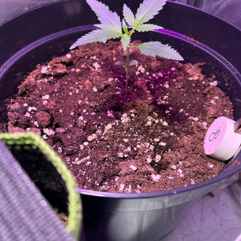 Royal Automatic growlog timeline photo
