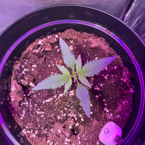 Royal Automatic growlog timeline photo