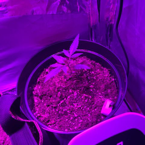 Royal Automatic growlog timeline photo