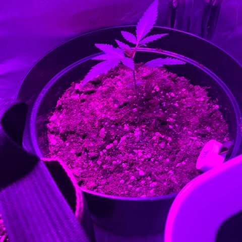Royal Automatic growlog timeline photo