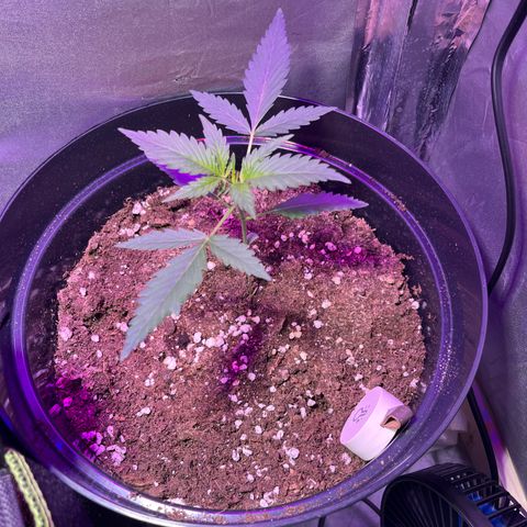 Royal Automatic growlog timeline photo
