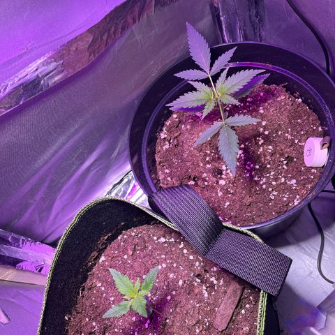 Royal Automatic growlog timeline photo