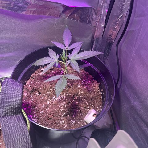 Royal Automatic growlog timeline photo