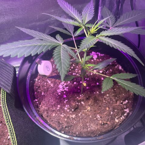 Royal Automatic growlog timeline photo