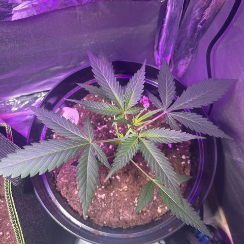 Royal Automatic growlog timeline photo
