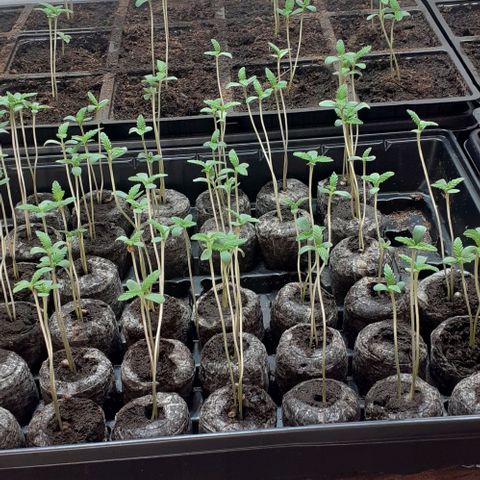 Unknown strain growlog timeline photo