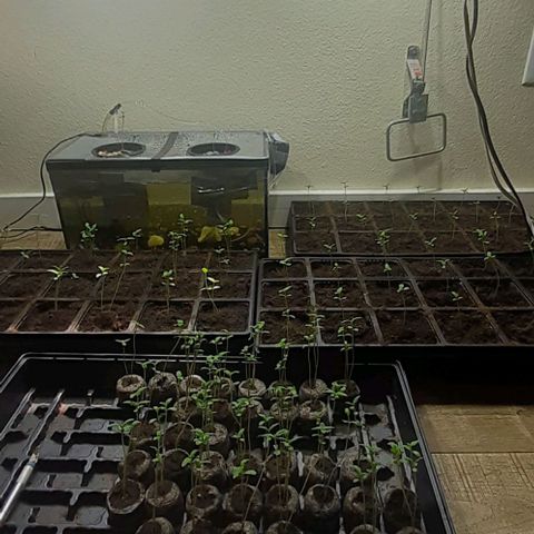 Unknown strain growlog timeline photo
