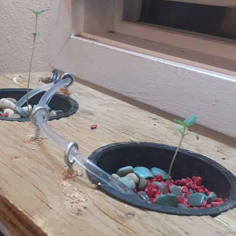 Unknown strain growlog timeline photo