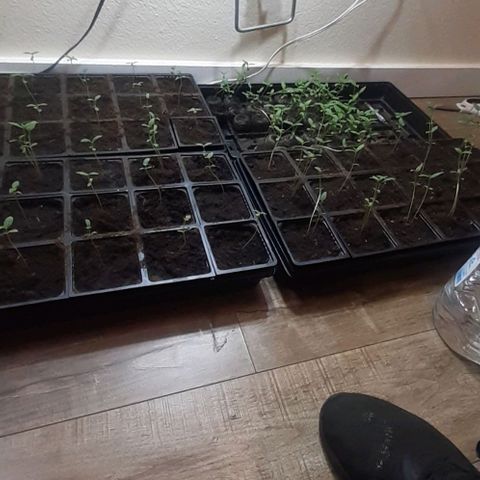 Unknown strain growlog timeline photo