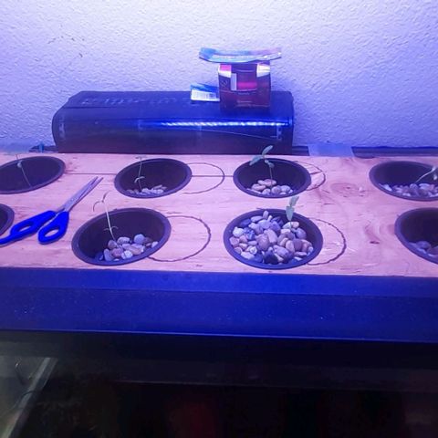 Unknown strain growlog photo: Lights on at 8:30pm