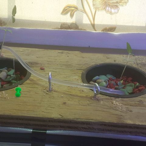 Unknown strain growlog photo: Lights on at 8:30pm