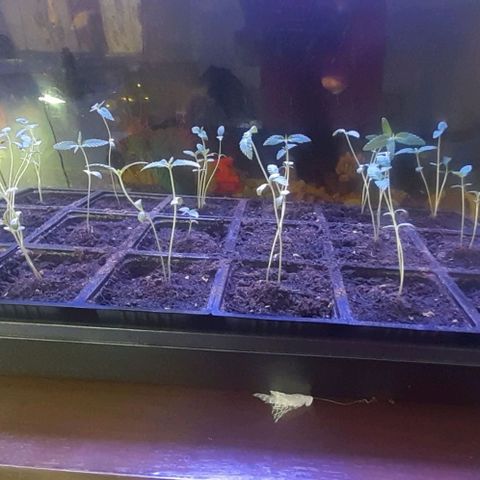 Unknown strain growlog photo: Lights on at 8:30pm