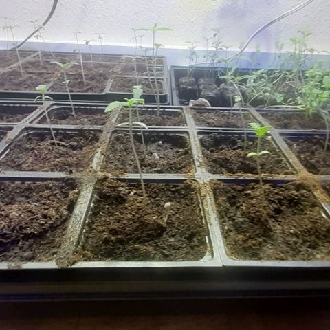 Unknown strain growlog photo: Lights on at 8:30pm