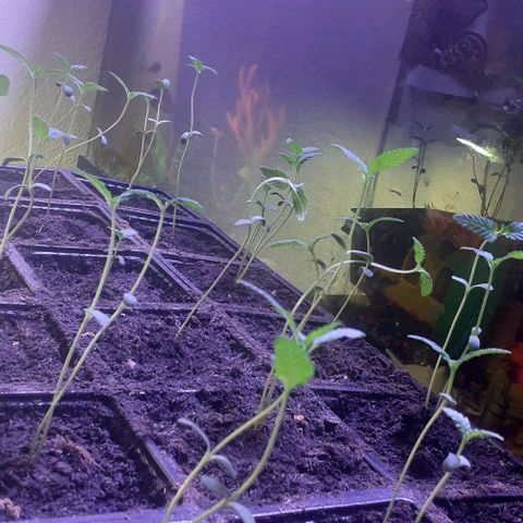 Unknown strain growlog timeline photo