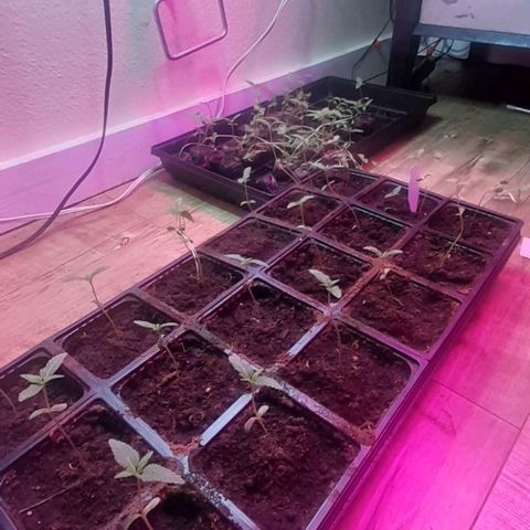 Unknown strain growlog timeline photo