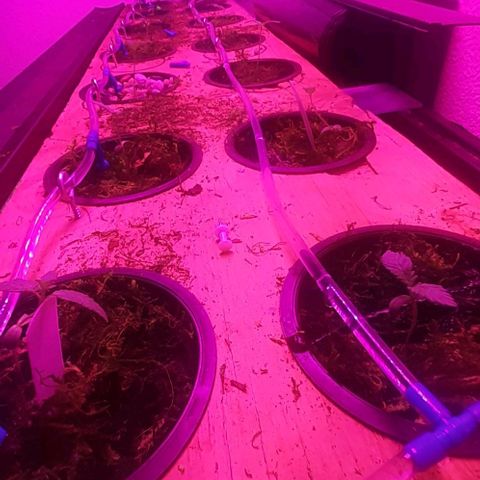 Unknown strain growlog timeline photo