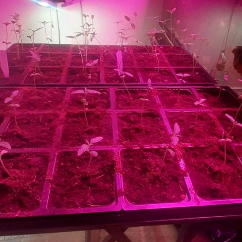 Unknown strain growlog timeline photo