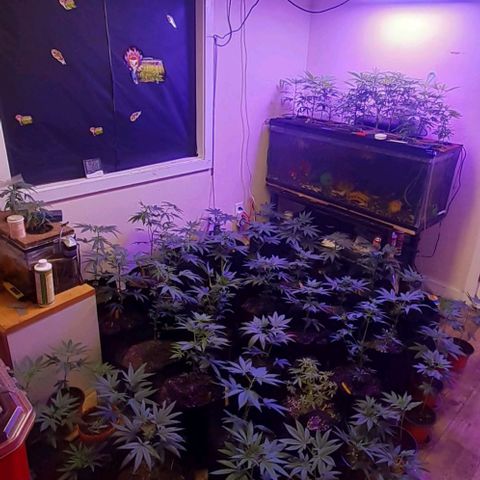 Unknown strain growlog timeline photo