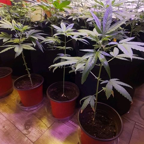 Unknown strain growlog timeline photo