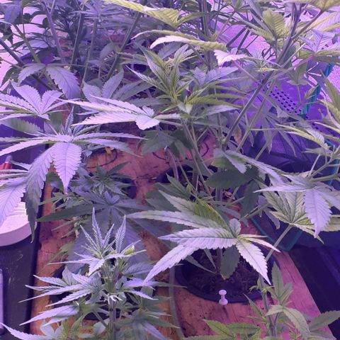Unknown strain growlog timeline photo