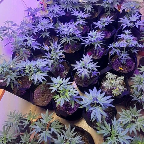 Unknown strain growlog timeline photo