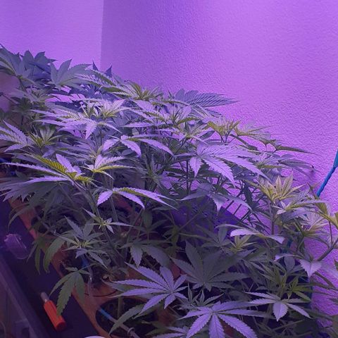 Unknown strain growlog timeline photo