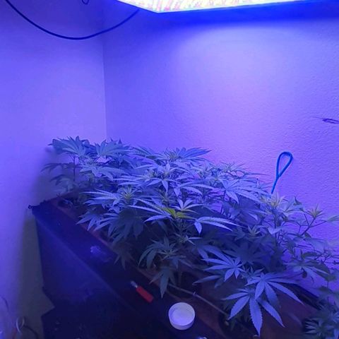 Unknown strain growlog timeline photo