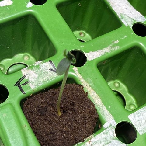 Falcone growlog timeline photo