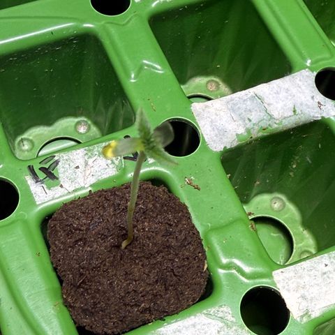 Laser Fuel growlog timeline photo